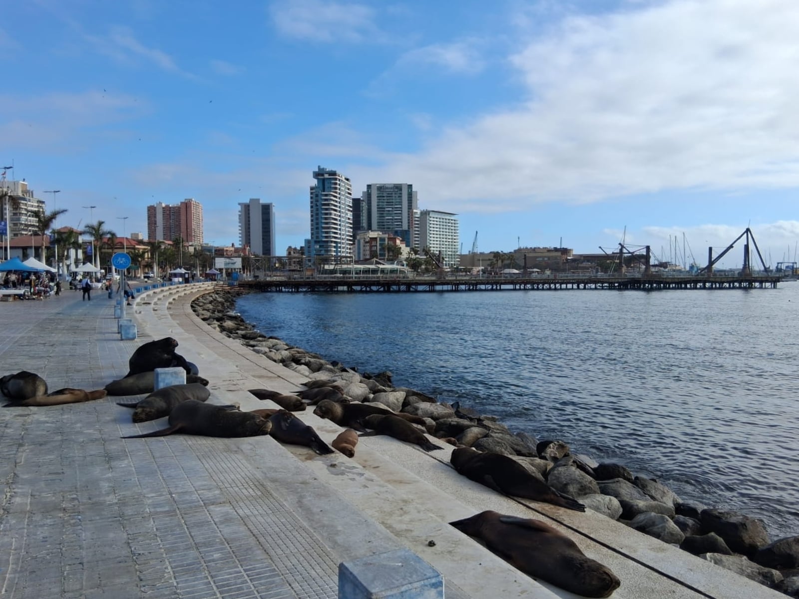 Alerta en Antofagasta por lobos marinos heridos: acusan ataques con armas blancas contra ejemplares protegidos