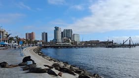 Alerta en Antofagasta por lobos marinos heridos: acusan ataques con armas blancas contra ejemplares protegidos