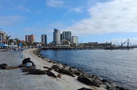 Alerta en Antofagasta por lobos marinos heridos: acusan ataques con armas blancas contra ejemplares protegidos