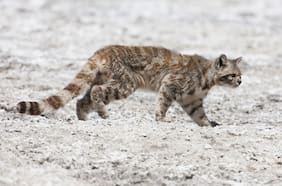 Estos son los 5 felinos que están más cerca de extinguirse: uno de ellos está en el país