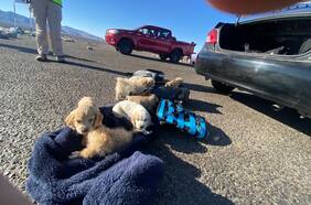 Detienen a sujeto sorprendido transportando diez cachorros dentro de dos mochilas: uno estaba fallecido