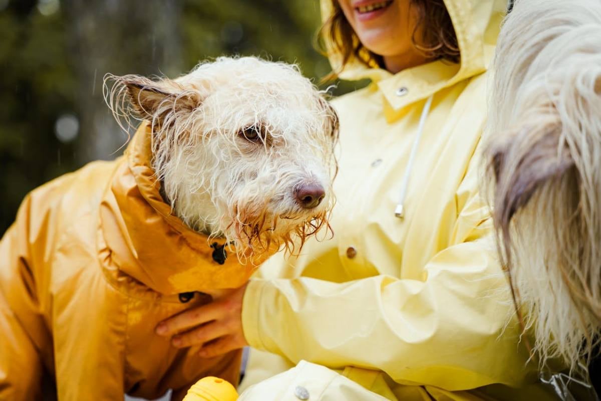 Las regiones de Chile que tendrán lluvia los próximos días, según el tiempo