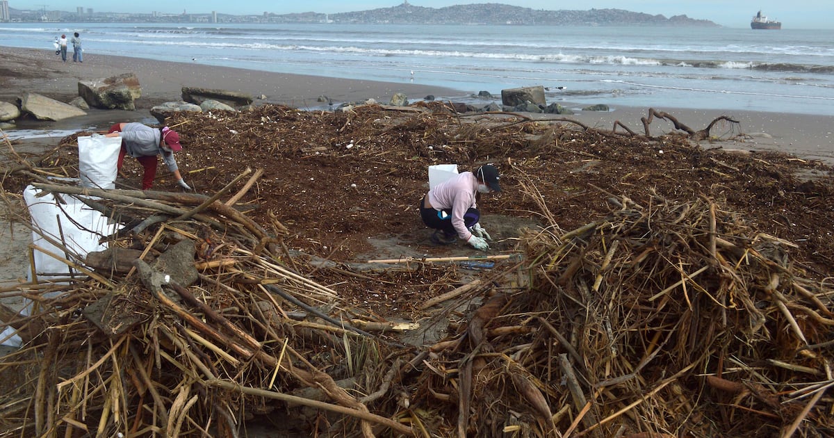 Tình nguyện viên và cán bộ thành phố đang dọn dẹp bờ biển ở La Serena và Coquimbo sau bão lớn gây nhiều đổ nát và rác thải tại khu vực này. (Ảnh: Alejandro Pizarro/Aton Chile)