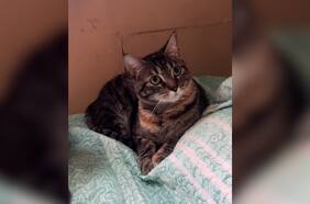 ¡Su carita lo dice todo!: regañan a una gatita por botar perfumes