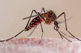 Casos de dengue ya superan a todos los de 2023: ¿En qué consiste esta mortal enfermedad?