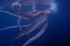 Cara a cara con un calamar gigante