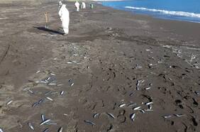 Reportan masiva varazón de anchovetas en Hualpén