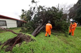 7 formas de saber si un árbol puede caerse por fuertes vientos