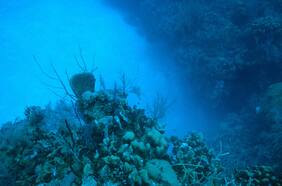 Alerta silenciosa: revelan sobrepoblación de una especie en el fondo marino chileno