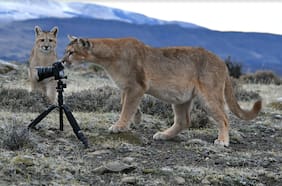 Este es el lugar con más pumas en el mundo: y está en Chile