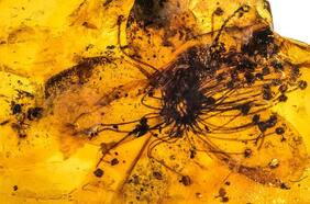 Hallan una de las flores más grandes del mundo conservada en  un ámbar