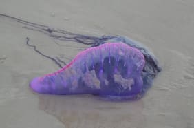 Temporada de fragata portuguesa: cómo reconocerla, síntomas y qué hacer si te pica