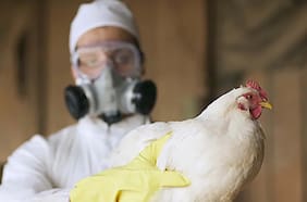 SAG refuerza vigilancia ante “inminente llegada” de influenza aviar tras casos de aves infectadas en Perú