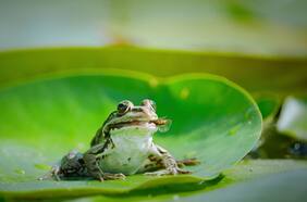 Día de la Tierra 2024: documentales en Netflix para maravillarse con nuestro planeta y tomar conciencia