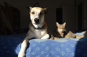 Cómo las mascotas transformaron hogares, leyes y ciudades