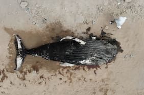 Columna de Susannah Buchan: Ballenas en peligro en la costa chilena