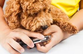 Cómo y cuándo cortarle las uñas a nuestros perros y gatos