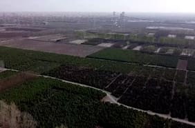 Drone muestra proyecto de replantación de árboles en el desierto de Gobi