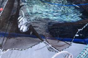 Estudio analiza en profundidad los factores que el año 2016 ocasionaron en Puerto Montt el mayor desastre acuícola registrado en el mundo