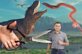 Fascinante: científicos logran prolongar vida de un animal, una técnica que aseguran podría replicarse en humanos