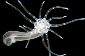 Mide menos de 6 cm pero este pequeño invertebrado tendría el secreto de la inmortalidad humana