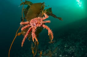 Centolla depredadora: científicos confirman comportamiento caníbal de especies juveniles en la naturaleza