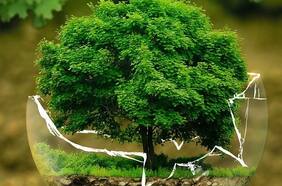 ¿Por qué se celebra el Día del Medioambiente y cuál es su diferencia con el Día de la Tierra?