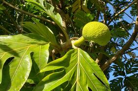 Las flores y plantas perdidas de Chile