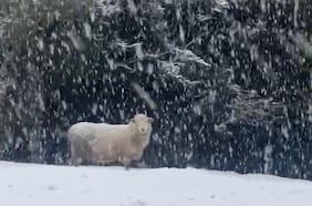 Los registros que deja la nieve caída en Chiloé
