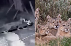 El inédito registro donde un puma se llevó a un gato doméstico en la comuna de Los Lagos