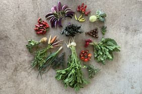 Agroecología a la casa