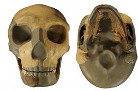 Científicos encuentran un inusual cráneo: presumen que es de un linaje humano desconocido