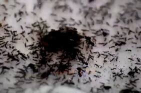 Científicos aseguran que 20 cuatrillones de hormigas caminan por la Tierra