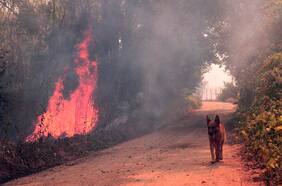 Tribunal de libre competencia multa con casi US$6,5 millones a empresas de aviones que combatieron incendios forestales acusadas de colusión por la FNE