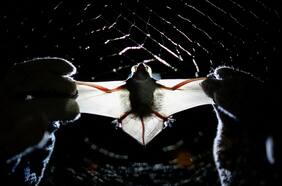 Siete cosas que debe saber sobre los murciélagos y el riesgo de pandemia