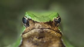 Tras su reingreso: Contraloría toma razón de decreto que aprueba plan de conservación de Ranita de Darwin