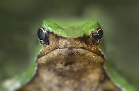 Tras su reingreso: Contraloría toma razón de decreto que aprueba plan de conservación de Ranita de Darwin