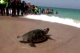 Esta tortuga regresa al mar después de recibir tratamiento por una grave lesión