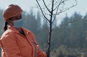 El desafío de regenerar un árbol amenazado