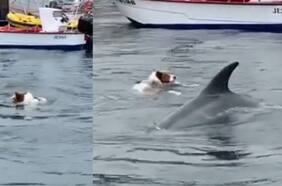 Este perro se lanzó a “jugar” con un delfín y la redes alucinan