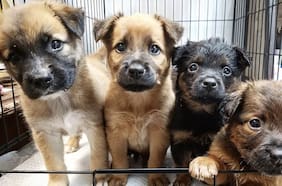 Este es el lugar donde los turistas hacen fila para pasear a perritos abandonados en la playa (y muchos son adoptados)