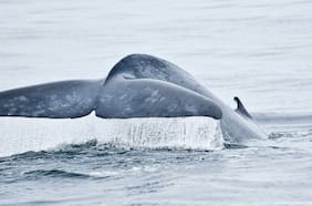 Refugio climático: Parque Marino Tic Toc-Golfo Corcovado protegerá el 10% de la población mundial de ballenas azules