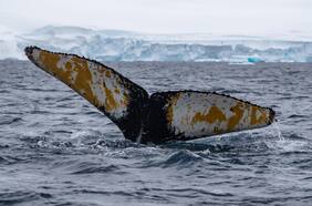 National Geographic y su viaje al fin del mundo para proteger la Antártica