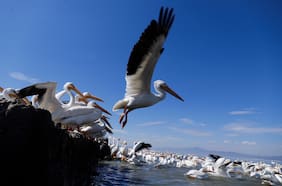 Alerta zoosanitaria: ¿Cuál es el peligro de las aves con gripe aviar detectadas en el norte?