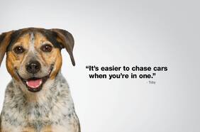 Subaru llegará al Salón de Nueva York con sus autos, pero también con una exposición para fomentar la adopción