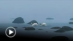 Registran sorprendente danza de apareamiento de una pareja de cisnes