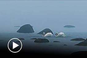 Registran sorprendente danza de apareamiento de una pareja de cisnes