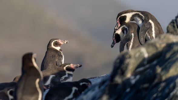 Medio Ambiente retira de tramitación 43 decretos presentados por gobierno de Boric, entre ellos protección a salar Pedernales y pingüino de Humboldt