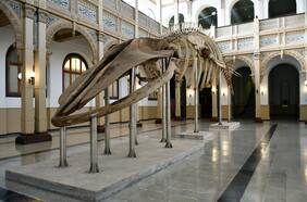 En el Día de los Patrimonios el Museo de Historia Natural recibirá a los visitantes con ballenas, delfines y otras sorpresas