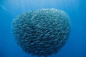 Hasta los peces pagan